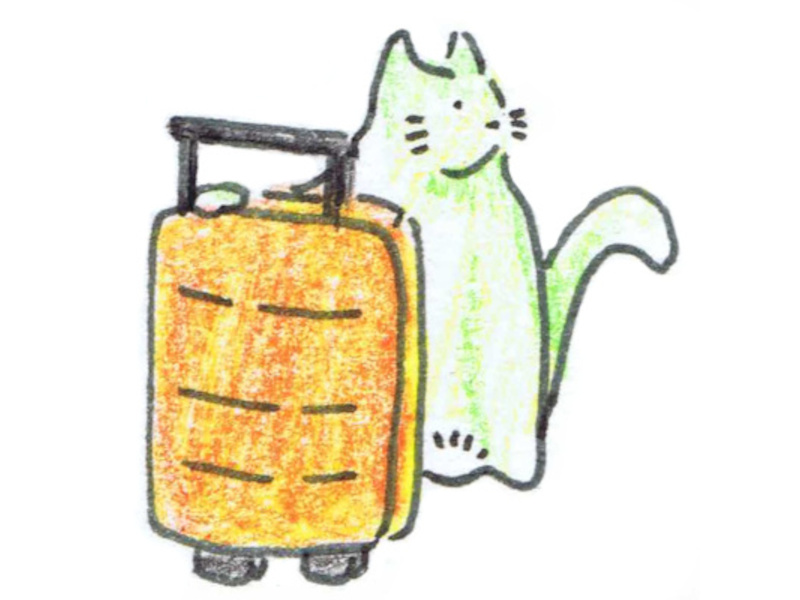 Chat dans une boîte